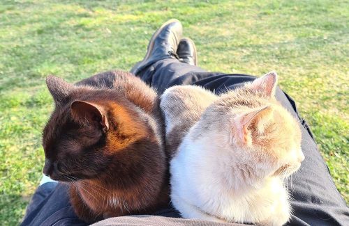Schmusekatzen Lucky und Lucy
