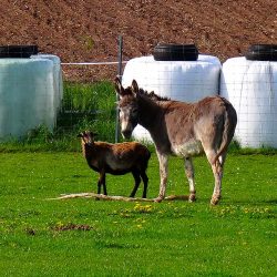 Esel und Schaf