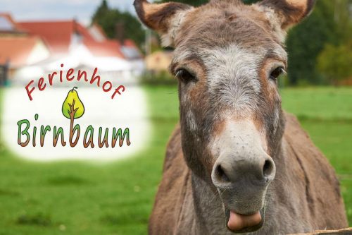 Ferienhof Birnbaum besuchen