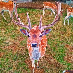 Harry der Platzhirsch