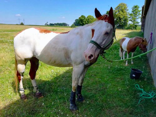 Reiten in den Sommerferien