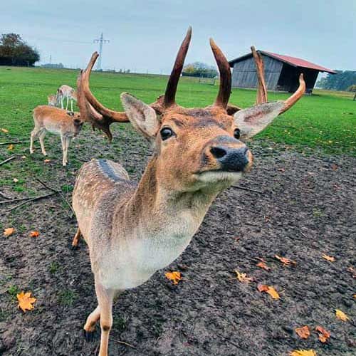header hirsch