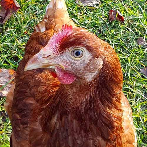 header huhn